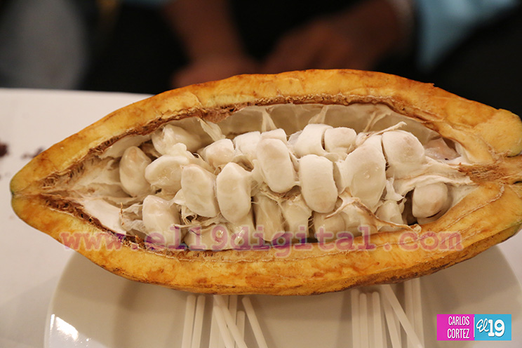 Nicaragua desarrolla Primer Congreso Internacional sobre Producción Sostenible de Cacao Fino